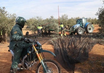 La Guardia Civil investiga a seis personas por el robo dos toneladas de aceituna en Lucena y Cabra