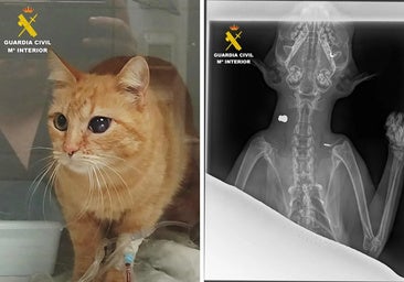 Un hombre de 89 años dispara en Granada al gato de su vecina, que logró volver a casa ensangrentado