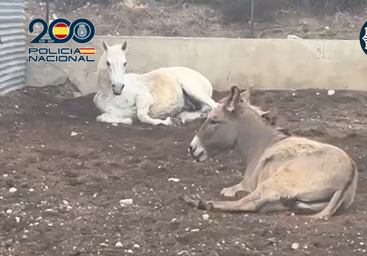 Imagen del caballo y el burro encontrados por los agentes con síntomas de desnutrición