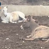 Detenidos dos hermanos en Elche por maltrato animal tras descubrir a un burro y un caballo desnutridos y con deformaciones