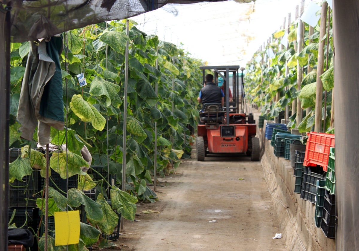 Una jornada de trabajo en una plantación de pepinos bajo un invernadero