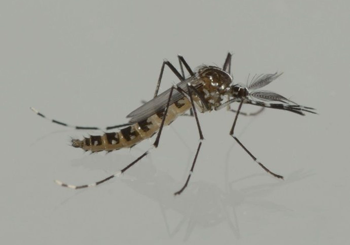 Imagen de archivo de un mosquito tigre