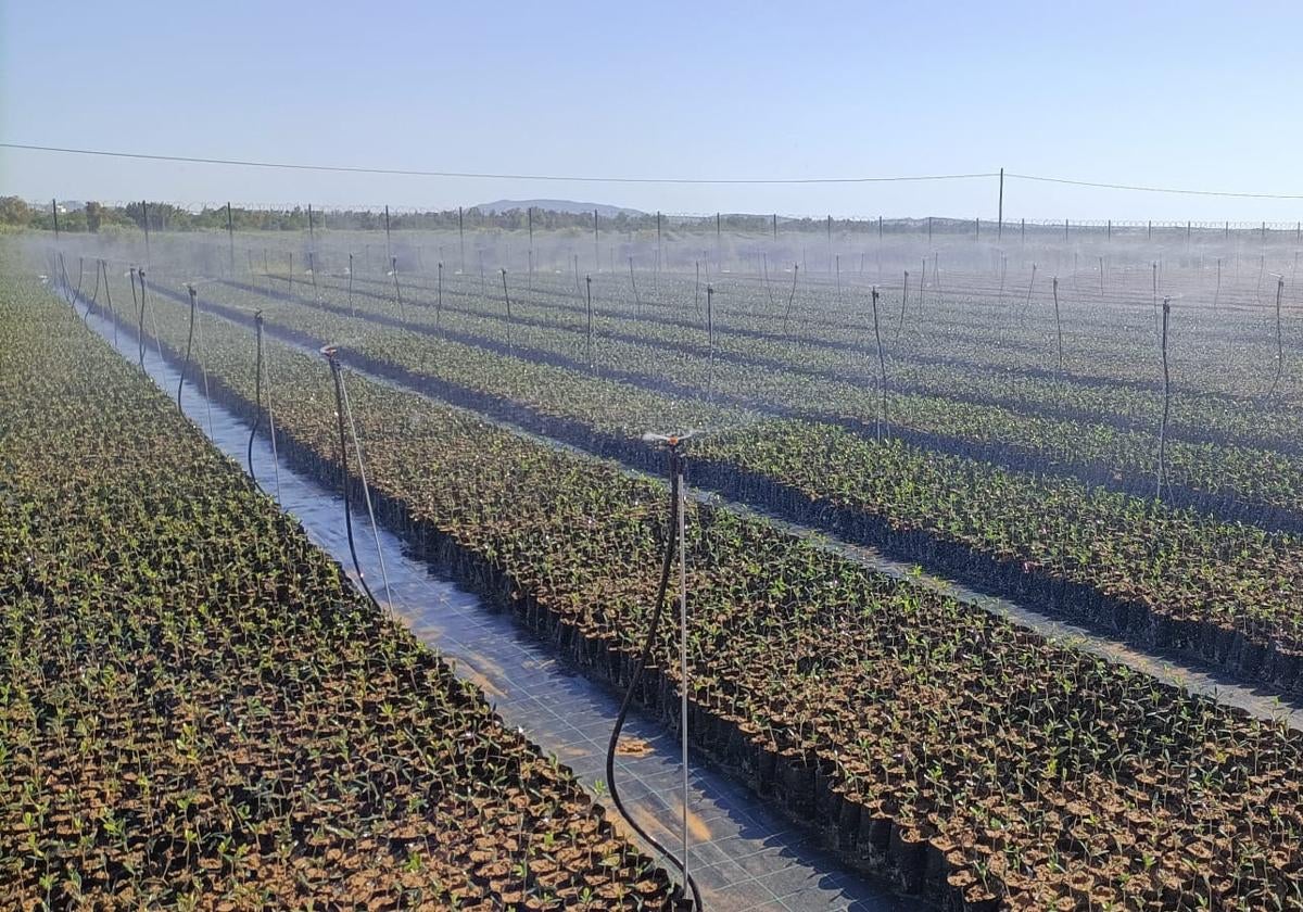 Vivero instalado el año pasado por AGR by De Prado en Elvas (Portugal)