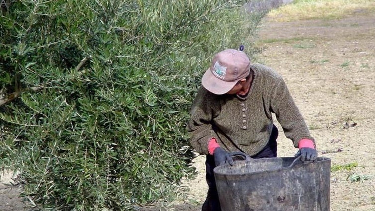 La Junta impulsa una campaña para promocionar la aceituna de mesa en India
