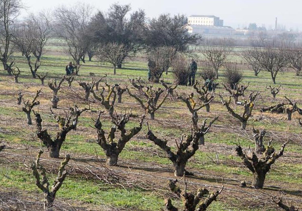 El real decreto del MAPA excluye a Aragón de las ayudas a la sequía