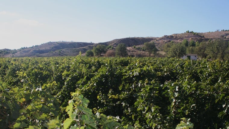 Un exuberante viñedo en la comarca de Guadix