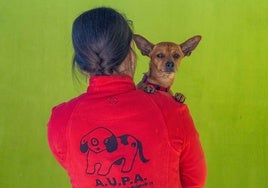Valencia acoge el 25 de mayo un desfile para fomentar la adopción de perros rescatados tras la dana