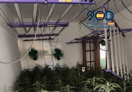 Desmantelan dos plantaciones 'indoor' con más de 300 plantas de marihuana en Cañero y Fuensanta