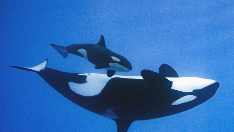 Más de 7.000 internautas bautizan a 'Teno', la cría de la orca Morgan en Loro Parque