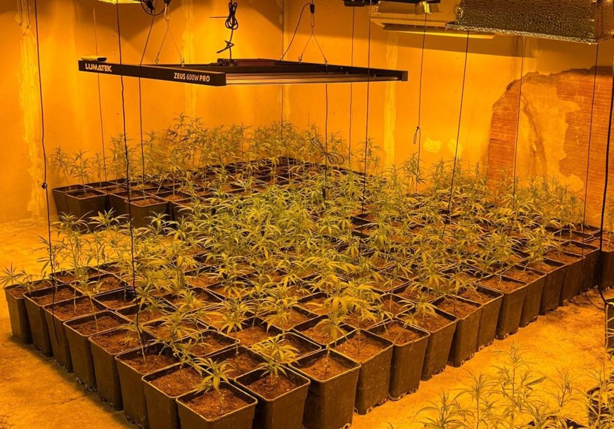 Desmantelado un cultivo indoor de marihuana con más de 1.600 plantas en La Mata