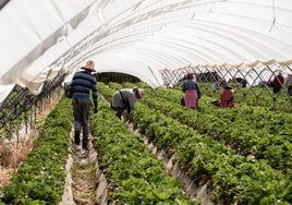 Detenidas 37 personas en una trama delictiva de explotación laboral en Alhama (Murcia)