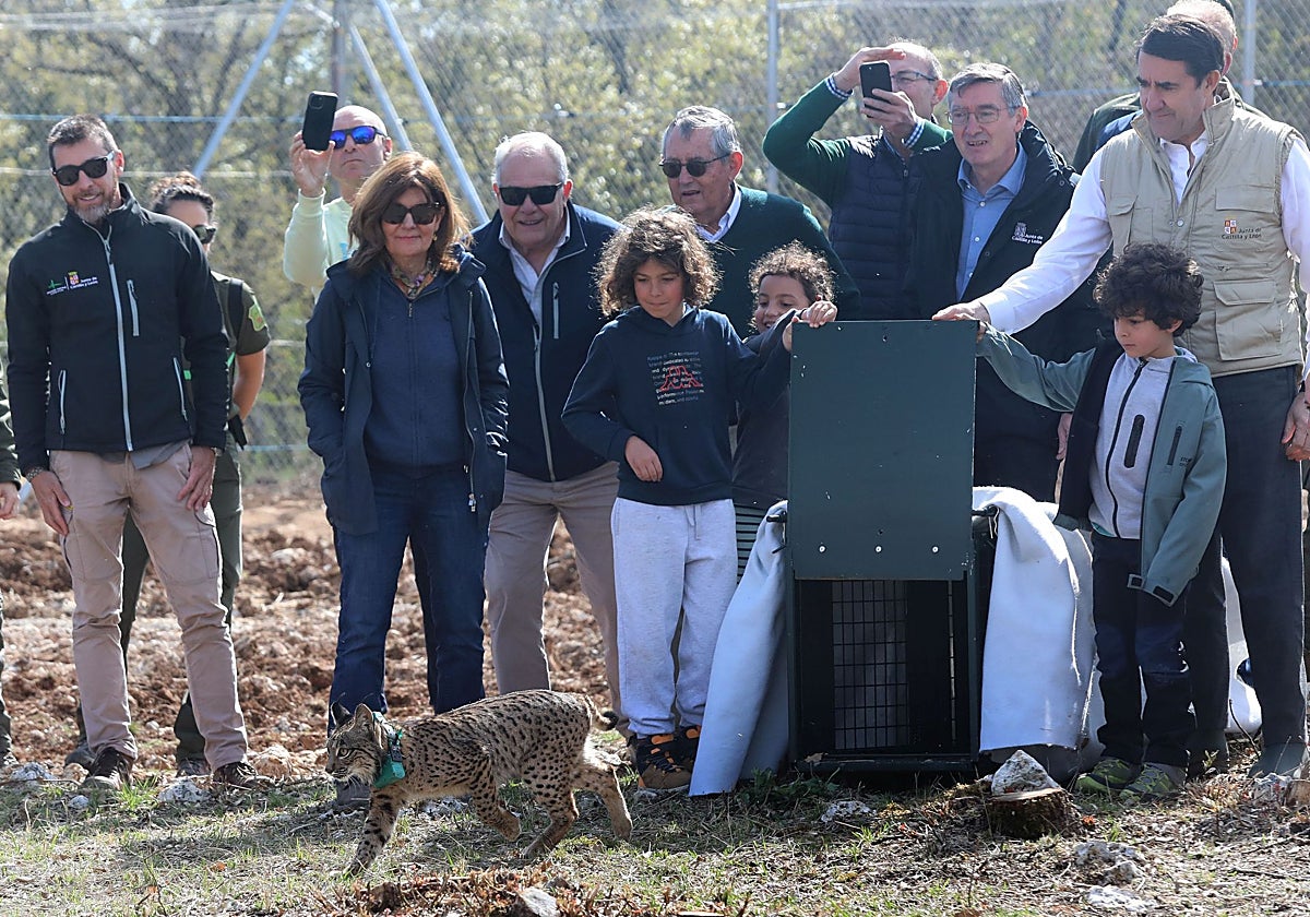 Suelta de otros dos ejemplares de lince en el Cerrato palentino