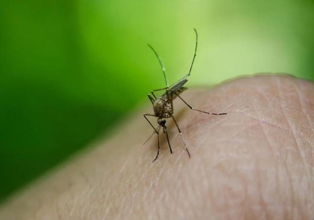Un mosquito, picando en una mano humana