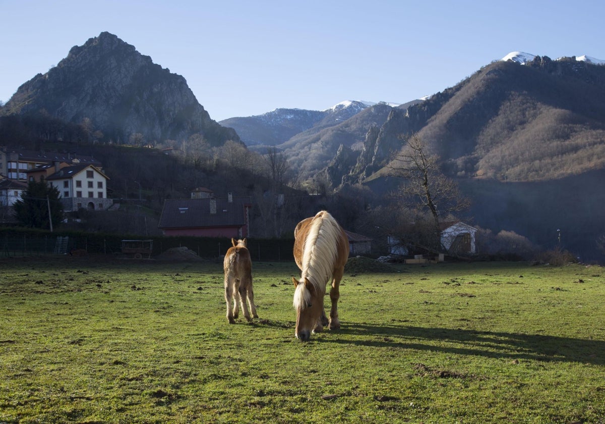 Oseja de Sajambre en Picos de Europa