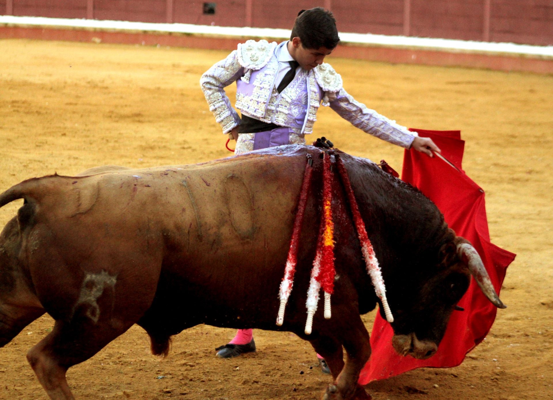 El nuevo triunfo de Román en la novillada de Lucena, en imágenes