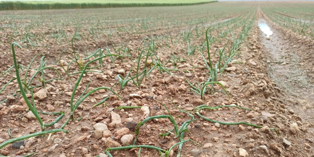 El granizo deja daños en cultivos de Daimiel y causa incidencias en Cuenca y su provincia