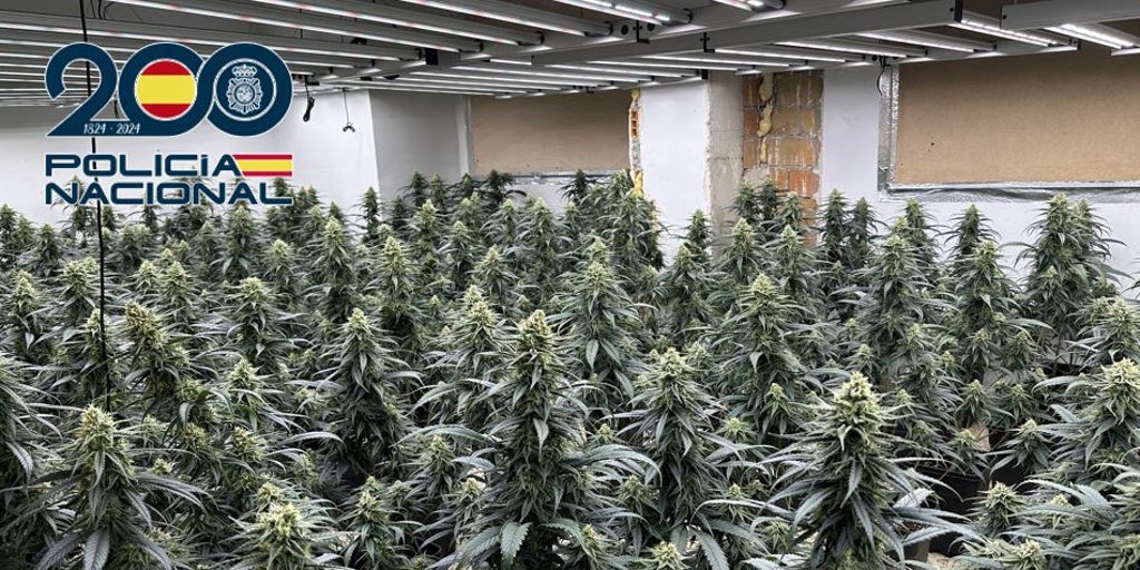 Decomisan casi 1.500 plantas de marihuana en tres viviendas de un mismo edificio de Granada