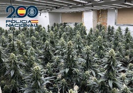 Decomisan casi 1.500 plantas de marihuana en tres viviendas de un mismo edificio de Granada