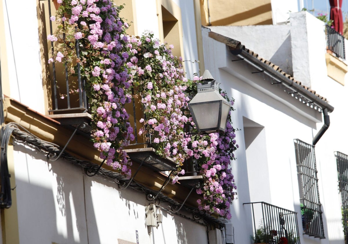 Balcones engalanados en Córdoba