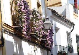 Las Rejas y Balcones de Córdoba ya lucen: éstas son las 30 casas que participan en el concurso