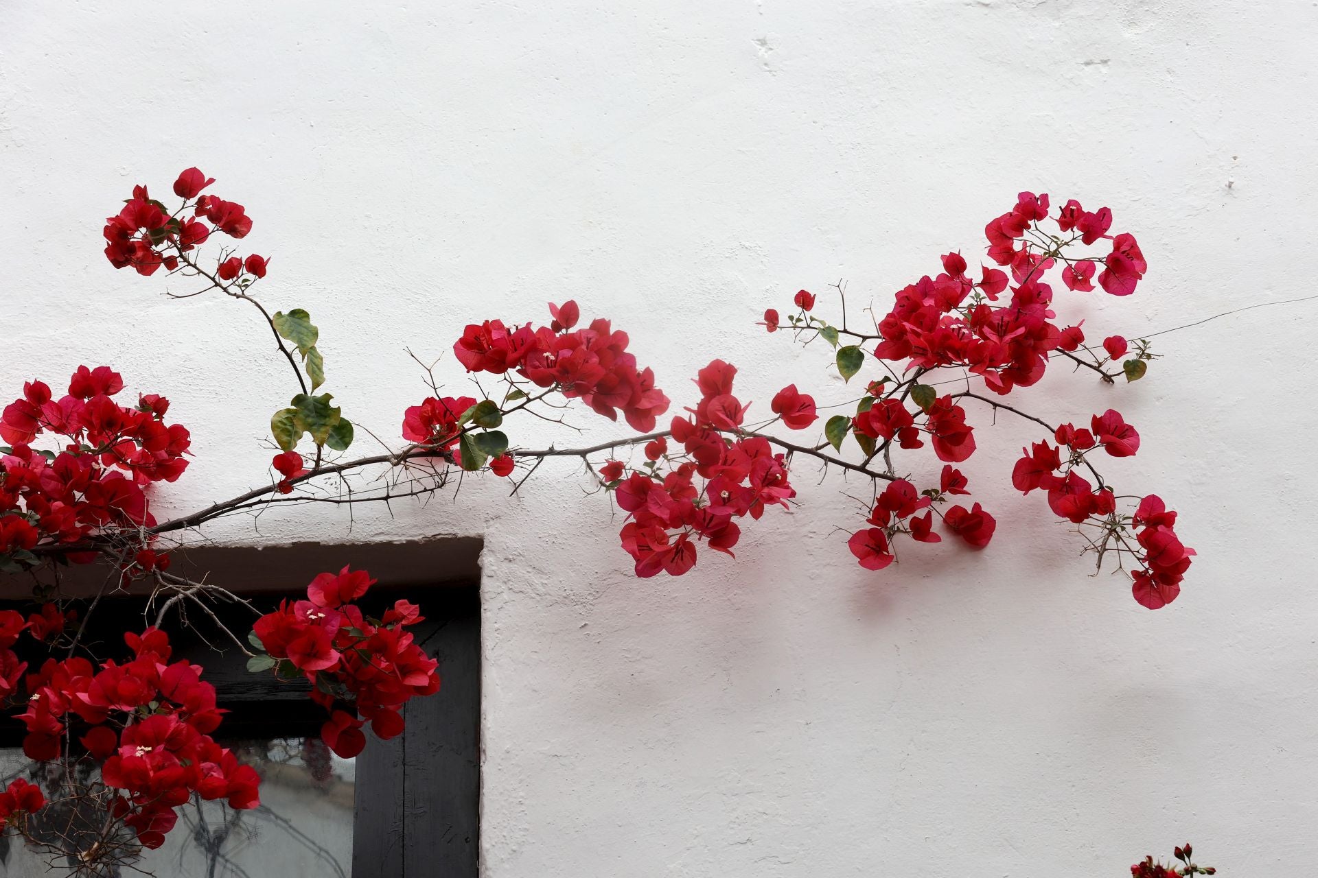 Los patios conventuales de Córdoba, en imágenes