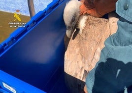 Rescatan un buitre leonado de gran envergadura atrapado en una piscina de Alicante