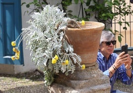 La exótica centáurea de Viana: una planta que la Casa de Alba trajo de Croacia y se hizo emblema del palacio de Córdoba