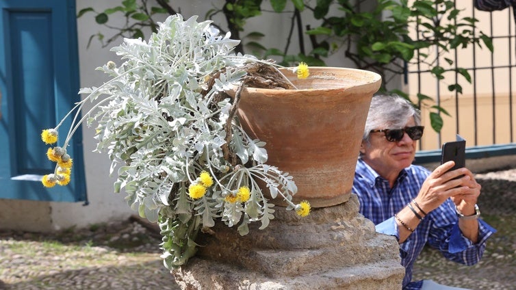 La exótica centáurea de Viana: una planta que la Casa de Alba trajo de Croacia y se hizo emblema del palacio de Córdoba