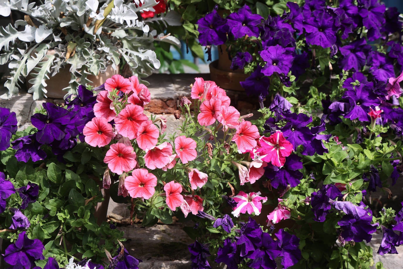 Los patios del Palacio de Viana de Córdoba, en imágenes