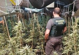 La Guardia Civil desmantela una plantación de cannabis en un grow-shop e incauta hachís y marihuana