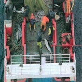 Un barco gallego captura accidentalmente delfines y los devuelve muertos al mar