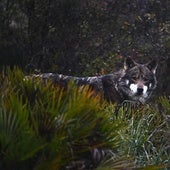 Galicia estudia ya tres peticiones para «extracciones» del lobo