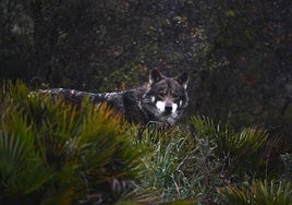 Galicia estudia ya tres peticiones para «extracciones» del lobo