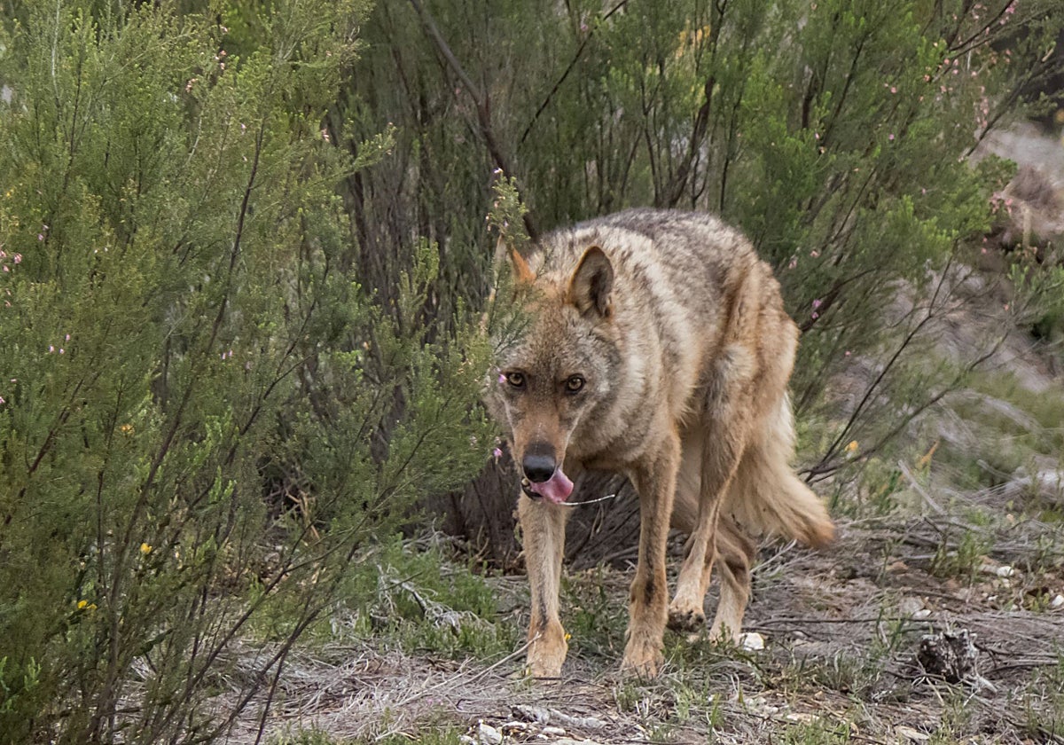 Ejemplar de lobo ibérico, en una imagen de archivo
