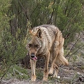 «Satisfacción» con el «hito» para controlar el lobo al sur del Duero