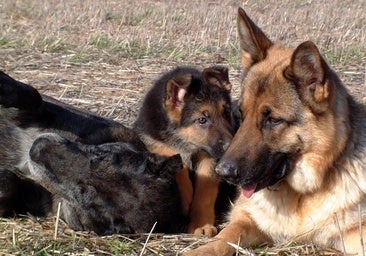 Imagen de cachorros de pastor alemán