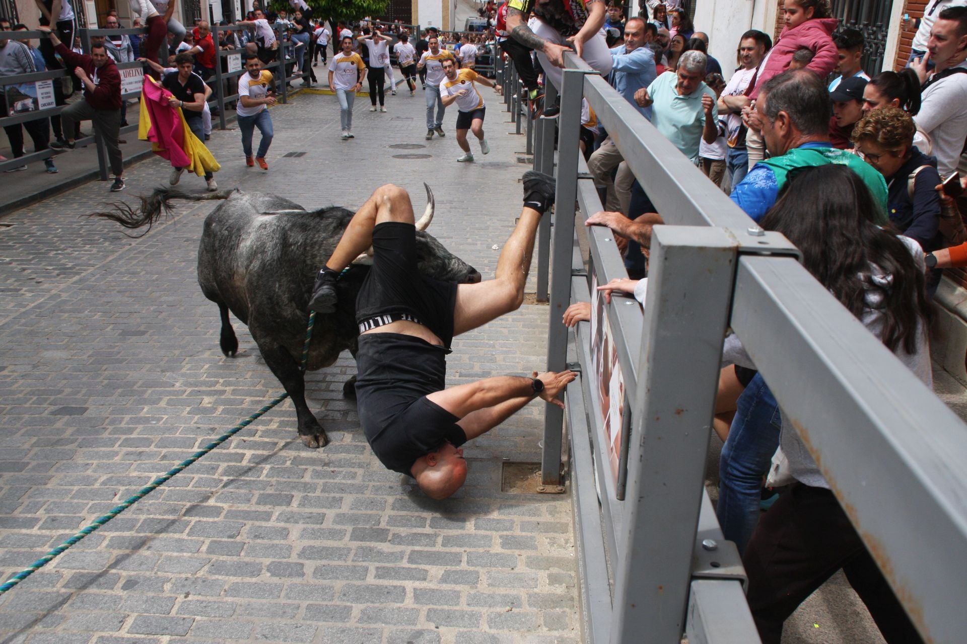 Un instante de la cogida de uno de los participantes en el Toro de Cuerda de Carcabuey, este sábado