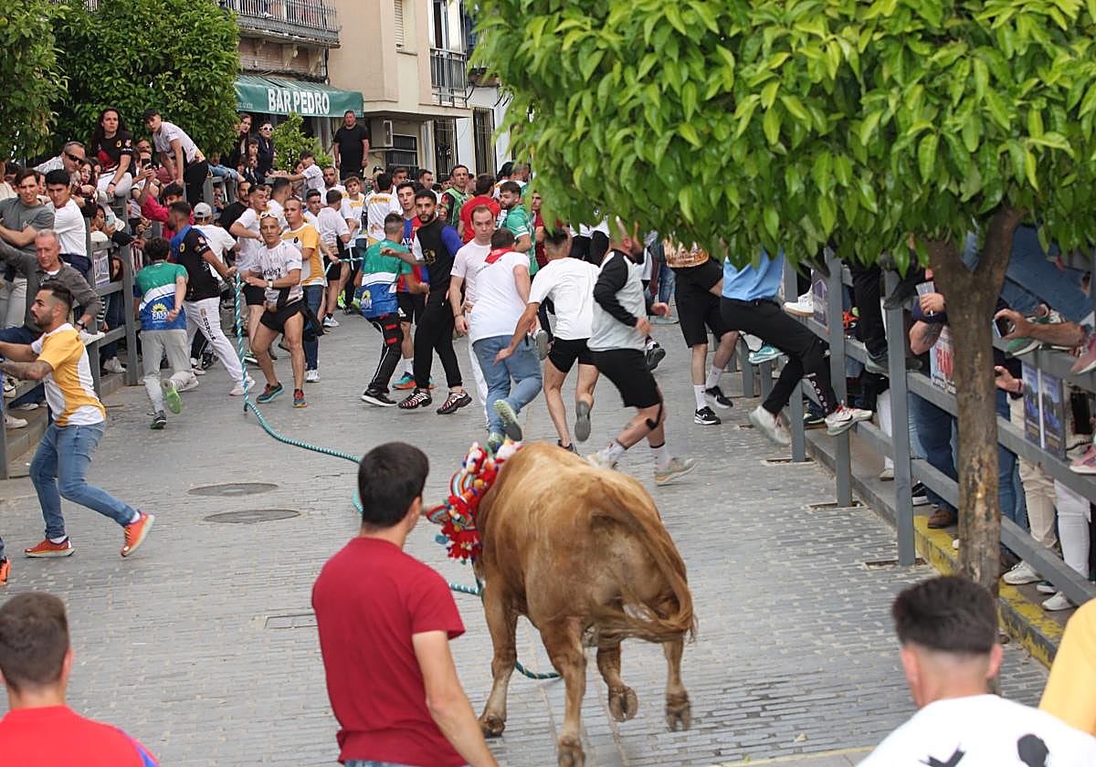 Imagen de uno de los toros que se ha corrido este sábado en Carcabuey