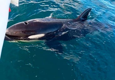 Una de las orcas golpea a un velero.