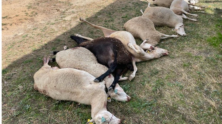 El lobo deja nueve ovejas muertas tras dos ataques en la misma explotación de Salamanca