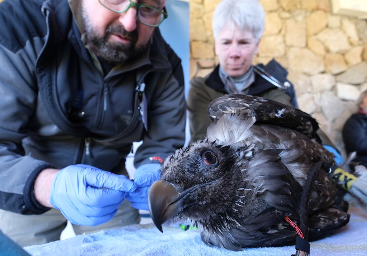Uno de los ejemplares de quebrantahuesos liberados en la Sierra de Gredos