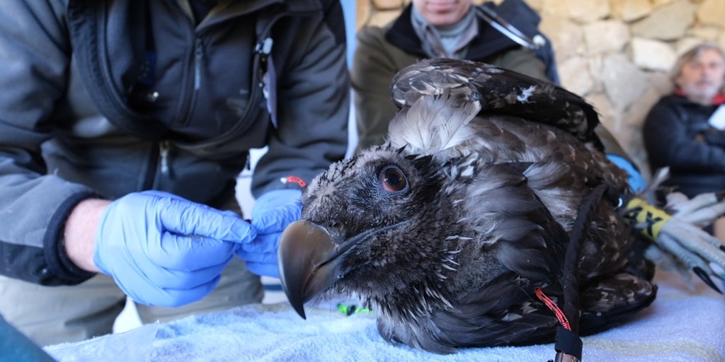 Tormes y Gloria, dos nuevos quebrantahuesos para la Sierra de Gredos
