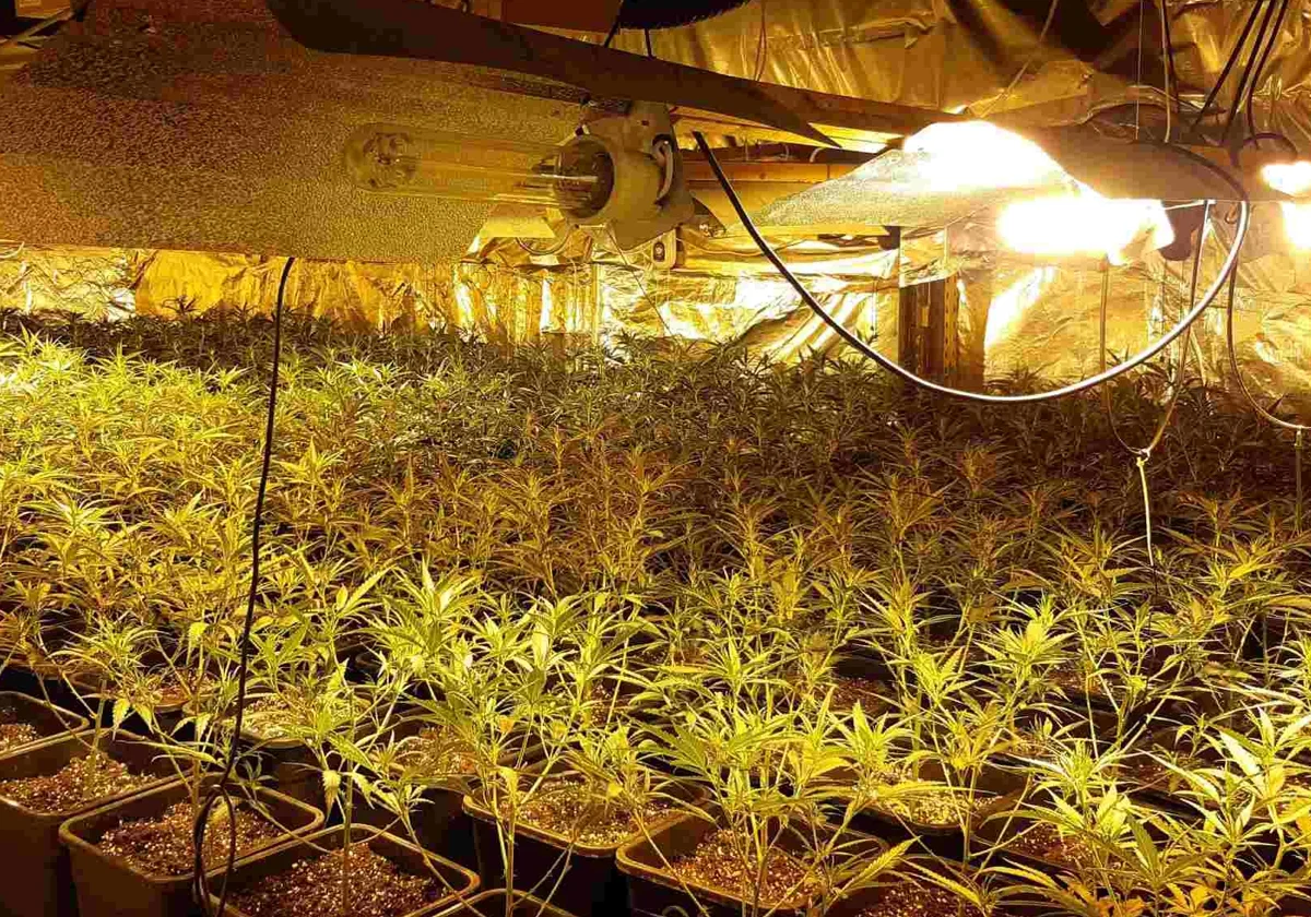 Cultivo indoor de marihuana en Granada, en imagen de archivo