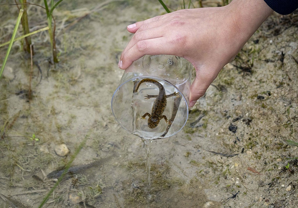 Imagen de la suelta de un gallipato