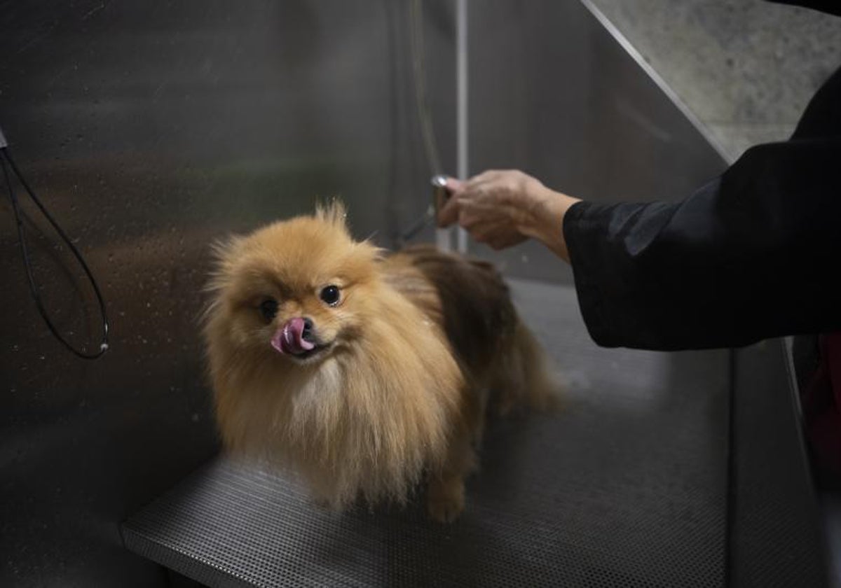 Permiso laboral por la muerte de la mascota.