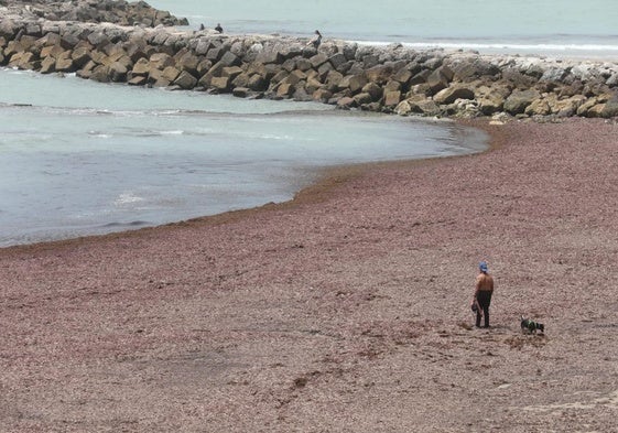Alga invasora en las playas de la provincia de Cádiz.