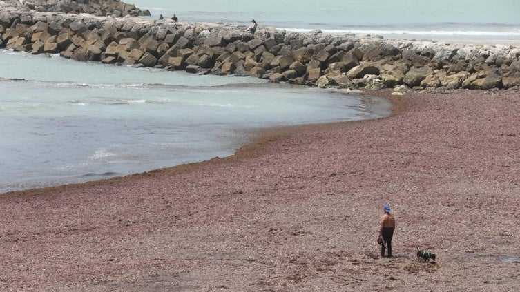 El alga invasora, el 'Prestige' de Andalucía