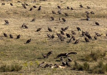 La «devastadora» escena de un ganadero al ver cómo 500 buitres se comen sus corderos