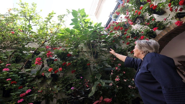 La burundanga en los Patios de Córdoba: los antiguos la usaban como planta medicinal