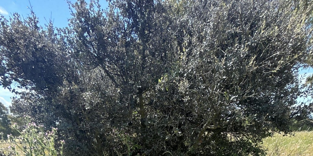 Patrimonio y el Seprona quieren averiguar quien ha desplazado el menhir de Gamonal y los daños sufridos